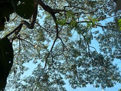 -Cheevit Cheeva(Sirimangkalajarn)