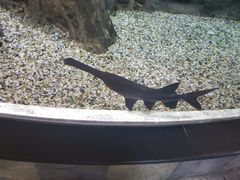 -迪拜水族馆及水下动物园