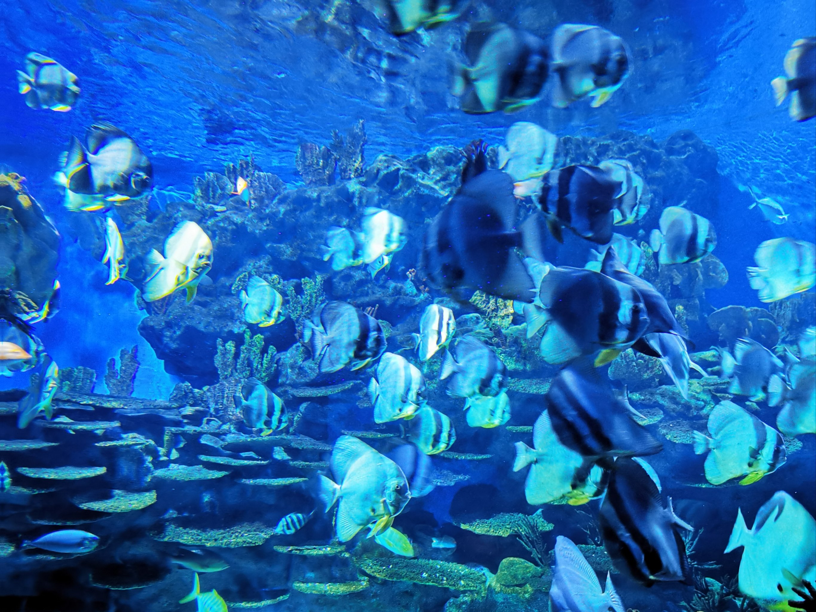 武汉极地海洋公园保姆级攻略❤️拿走不谢!