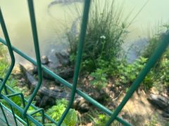 -中国扬子鳄村