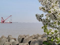 -上海滨江森林公园