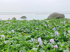 -滆湖低碳生态公园
