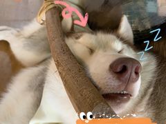 -Husky Go! 哈士奇体验馆·宠物咖啡厅狗咖