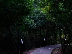 -大亚湾红树林城市湿地公园