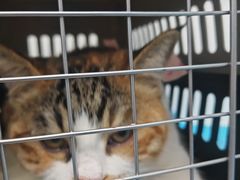 -纳吉亚猫专科动物诊疗中心(蒋宅口分院)