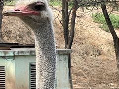 -青藏高原野生动物园
