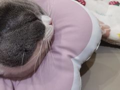 -美联众合宠物医院·爱萌分院·内外科·猫科中心