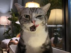 -咖法森林·咖啡  酒吧(天河店)