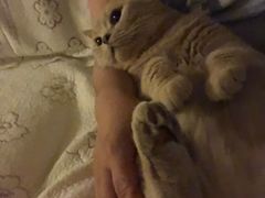 -北京赛佳动物医院