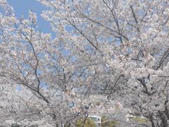 -高东镇樱花园