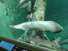 -上海海洋水族馆