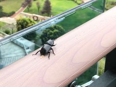 -成都蒲江花样年福朋喜来登度假酒店·宜客乐西餐厅