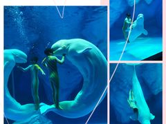 -上海海昌海洋公园