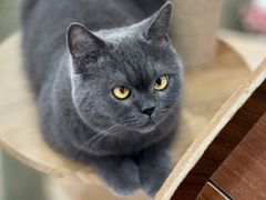 -喵园·猫主题咖啡厅·撸猫·猫咖(国贸店)