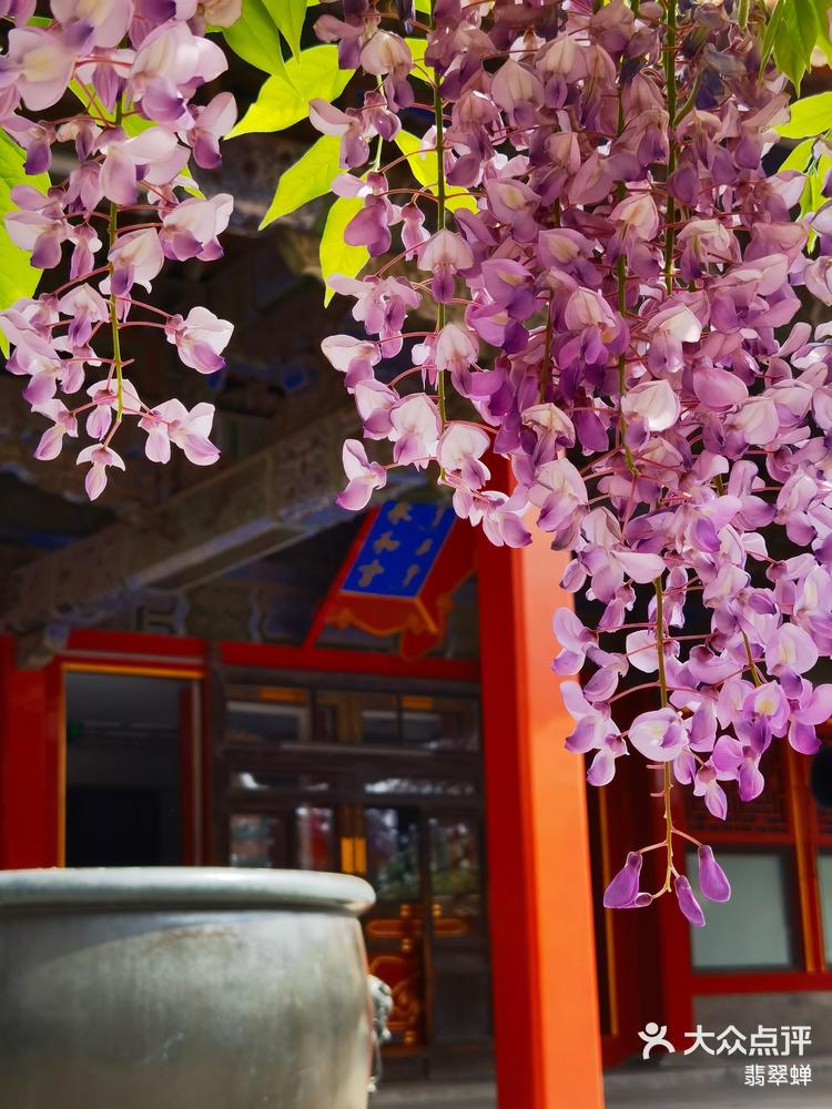 春来故宫只看花～永和宫紫藤-大众点评