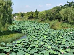 -尚贤河湿地
