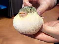 -肆月河豚·新淮扬(金融街店)