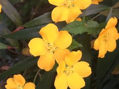 -桃花岛景观公园