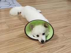 -爱佳宠物中心医院·骨外科·猫专科·急重症(瑶海万达店)