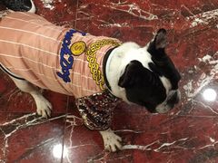 -多卡布奇宠物生活馆(上林世家店)