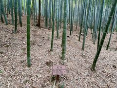 -上海佘山国家森林公园天马山园