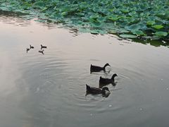 -前关湿地公园