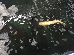 -溪悦渔庄(九龙湖店)