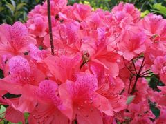 -南汇桃花村