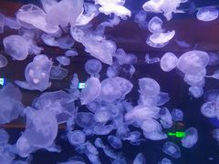 -华夏文旅西安度假区