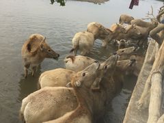 -宁波杭州湾国家湿地公园