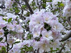 -海棠花溪(元大都城垣遗址公园)