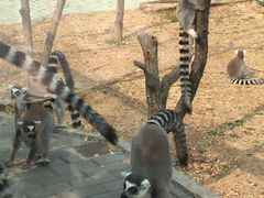 -原山国家森林公园