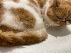 -怪兽屋·羊驼·猫咖·狗咖(俊华广场店)