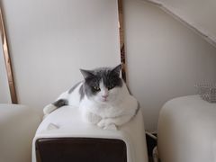-Catmate·猫肥家润(金润铂宫店)