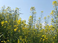 -桑洲油菜花景区