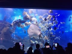 -江和美海洋公园