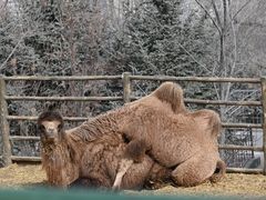 -青藏高原野生动物园