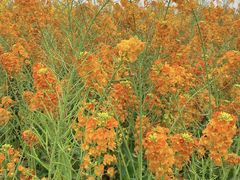 -中国天府农业博览园