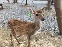 -鹿境梅花鹿生态园区