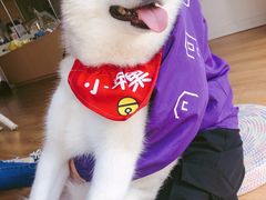 -Husky Go! 哈士奇体验馆·宠物咖啡厅狗咖