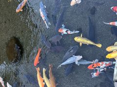 -水前寺成趣园