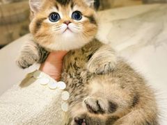 -欣宠猫屋·矮脚拿破仑·蓝金金渐层