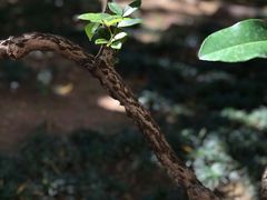 -广州神农草堂中医药博物馆