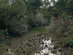 -白鹭湾湿地公园