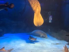 -烟台海昌鲸鲨海洋公园