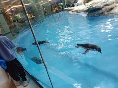 -帝企鹅自助餐厅•儿童岛•真企鹅(长隆企鹅酒店)