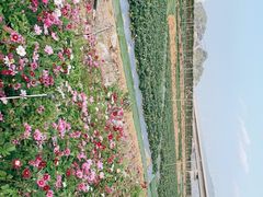 -光明小镇欢乐田园