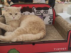 -COLOR PETS 撸猫馆·购猫·猫咖(长风大悦城店)