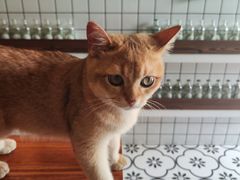 -春莱·老挝冰咖啡·泰式奶茶(柯桥万达店)