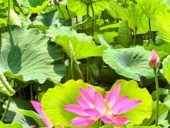 -莲花池公园